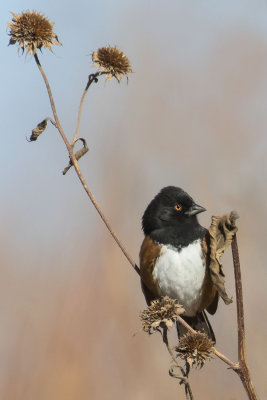 Spotted Towhee on thistle.jpg