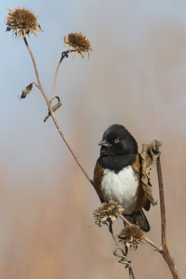 Spotted Towhee on thistle2.jpg