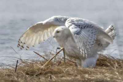 Snowy Owl landing.jpg