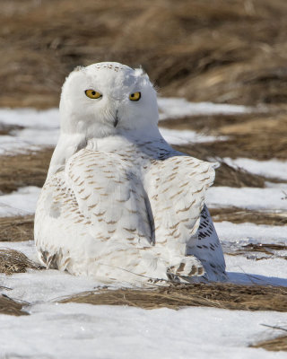 Snowy Owl on ground staring.jpg