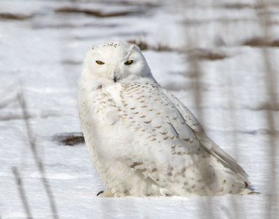 Snowy Owl on snowy field.jpg