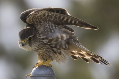 Merlin stretches on fence.jpg