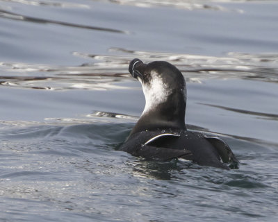 Razorbill 2.jpg