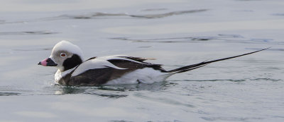 Long-tailed Duck.jpg