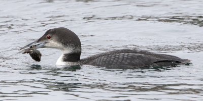 Loon w crab_04A9007.tif