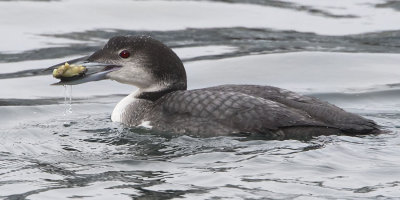 Loon with crab 2.jpg