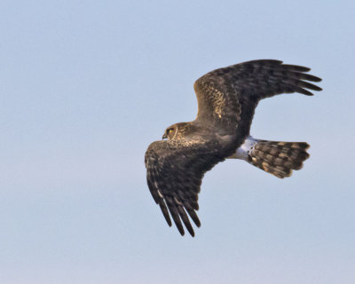 Harrier soaring.jpg