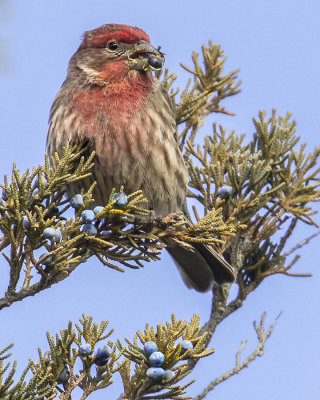 House Finch eats Juniper berries.jpg