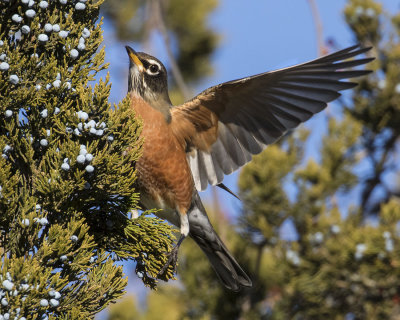 Robin lands on Juniper Tree.jpg