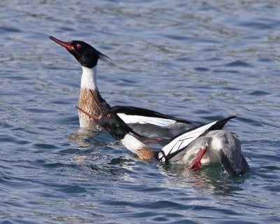 Red-breasted mergs displaying.jpg