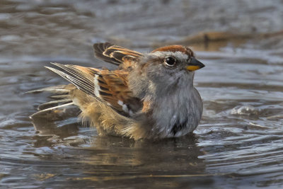 Tree Sparrow bathing.jpg