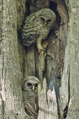 Barred_Owlet_watches_2nd.jpg