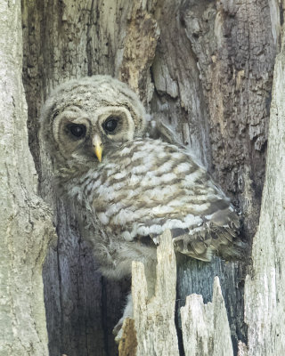 Barred_Owlet_higher_up.jpg