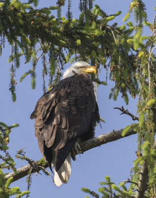 Eagle_on_pine_tree.jpg