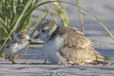 Plover_baby_faces_mom.jpg