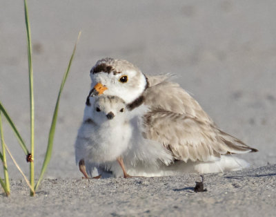 Plover_baby_stands_in_front_of_mom.jpg