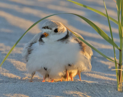 Piping_Plover_mom_with10_legs.jpg