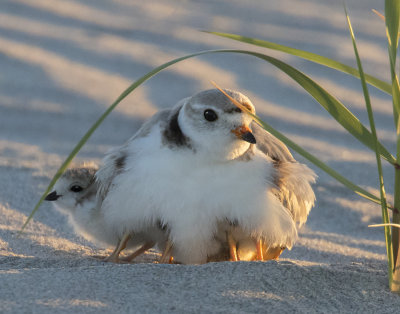 Plover_mom_with_legs_and_baby_out.jpg