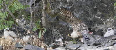 Peregrine_brings_pigeon_prey_to_babies_.jpg