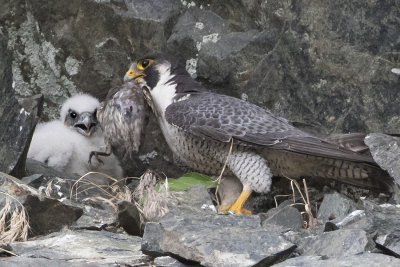 Peregrine_with_prey_by_baby.jpg