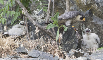 Peregrine_with_prey_and_2_babies.jpg