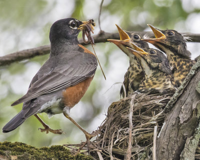 Robin_brings_worms_to_babies.jpg