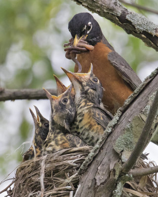 Robin_brings_worms_to_babies_2.jpg