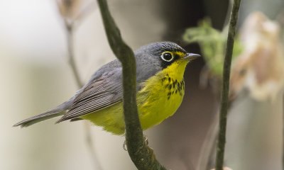 Canada_Warbler.jpg