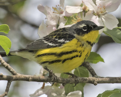 Magnolia_warbler_and_flowers.jpg