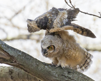 GHO_fledgling_stretches.jpg