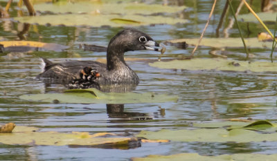 Pied-billed_Grebe_with_fish_and_baby.jpg