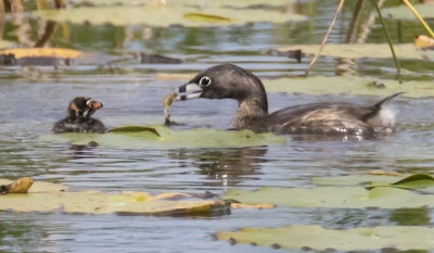 PB_Grebe_with_fish_for_baby.jpg