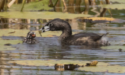 Pied-billed_Grebe_feeds_baby.jpg