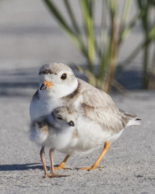 Plover_baby_in_front_of_mom.jpg