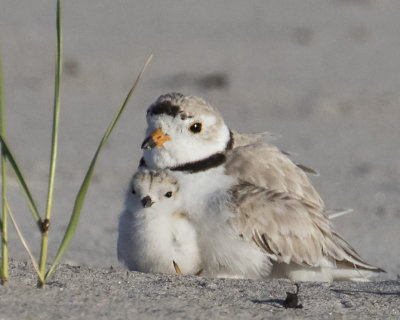 Plover_baby_in_front_of_mom.jpg