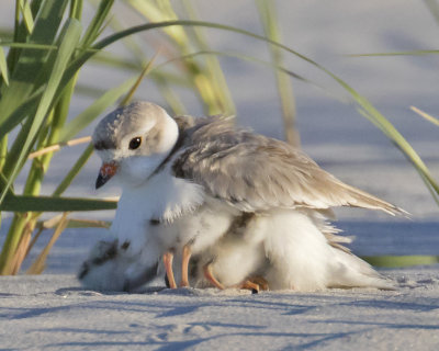 Plover_mom_tries_for_one_more.jpg