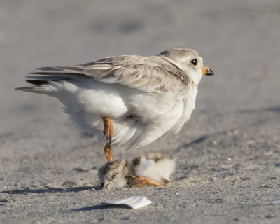 Plover_mom_lifts_up_and_away_from_baby.jpg