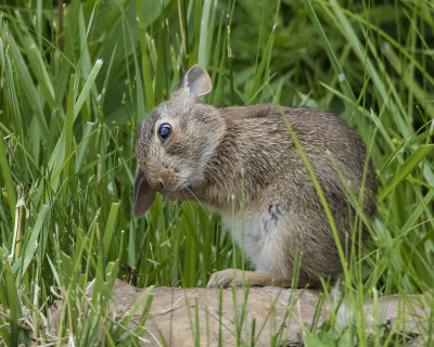 Rabbit_baby_scratches.jpg