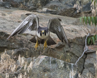 Peregrine_taking_off.jpg