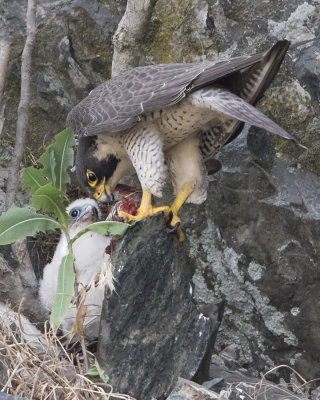 Peregrine_feeds_baby.jpg