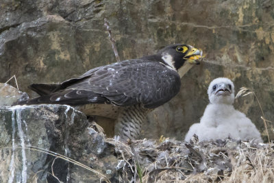 Peregrine_feeds_oriole_prey_to_baby.jpg