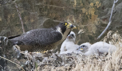 Peregrine_with_2_babies_and_feathers.jpg