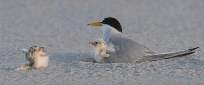 Least_Tern_baby_rolls_on_side_by_mom_and_2nd.jpg
