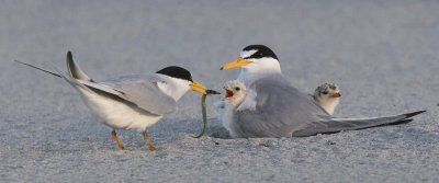 Least_Tern_dad_brings_fish.jpg