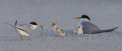 Least_Tern_baby_begs_for_fish_with_family.jpg