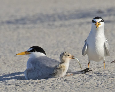Least_tern_pair_and_baby_with_fish.jpg