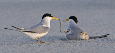 Least_Tern_brings_fish_to_family.jpg