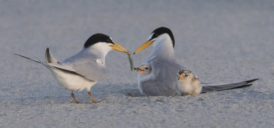 Least_Tern_holds_fish_with_baby_by_mom_and_2nd.jpg