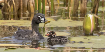 Piedbilled_Grebe_with_fish_and_baby.jpg