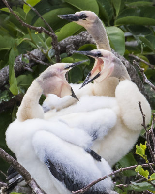 Anhinga_young_argument.jpg